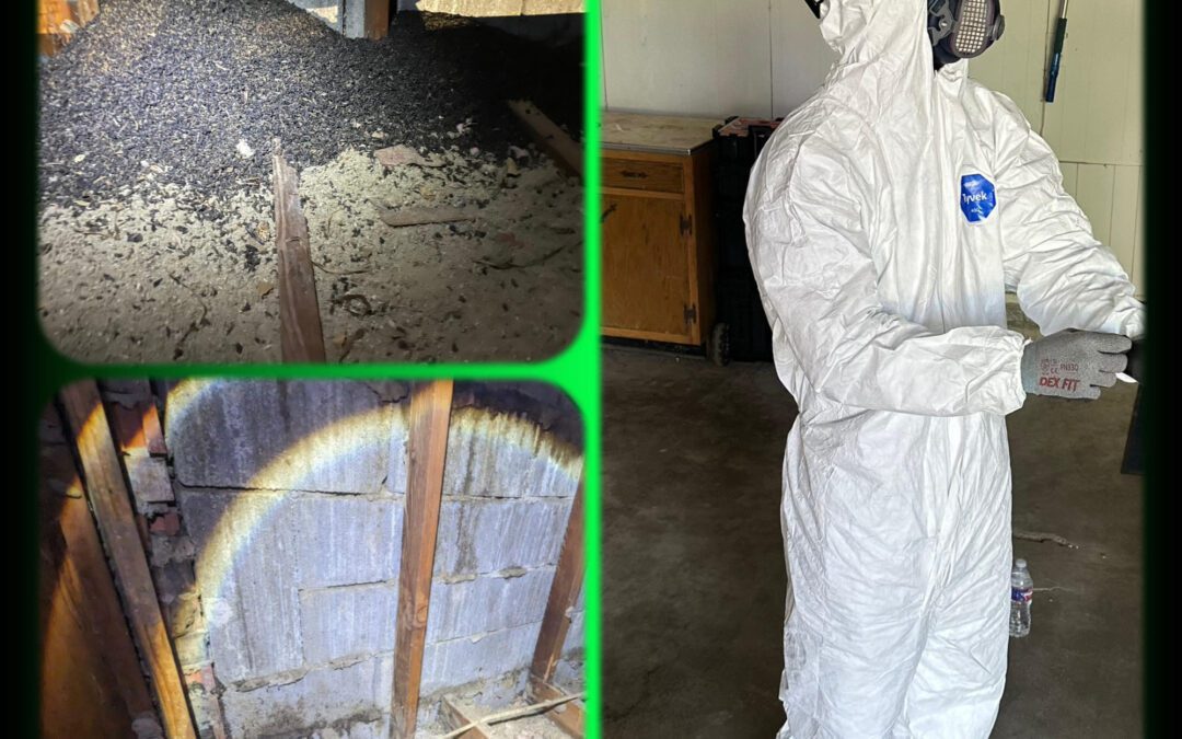 Attic Mayhem: Taming the Wildlife Wasteland with Insulation Removal and Repair